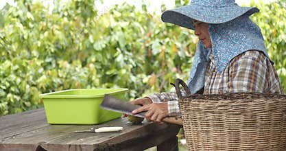 Asian woman farmer using big knife to crack open a cocoa pod on cacao trees farm background, slow motion shot