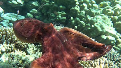 Octopus. Big Blue Octopus on the Red Sea Reefs.