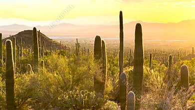 Golden Light Over Forest of Saguaro Cactus At Sunset