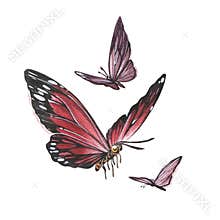 Set butterfly with detailed wings isolated on white background. Watercolor hand drawn realistic llustration for design