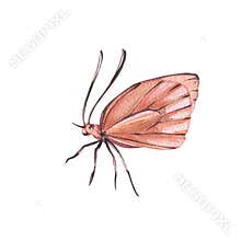 Orange butterfly with detailed wings isolated on white background. Watercolor hand draw realistic llustration for design