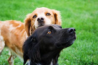 Two dogs
