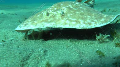 Stingrays. Leopard Electric Stingray - This electric stingray grows up to 100 cm and feeds on fish and bottom dwellers.