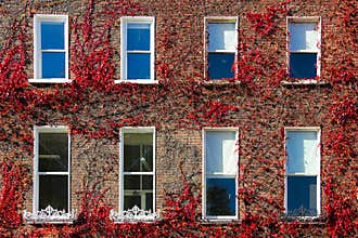 Georgian windows surrounded by ivy.Dublin.Ireland