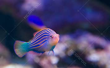 Exotic fish 8