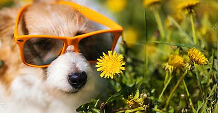 Funny dog with sunglasses as smelling a flower, summer banner