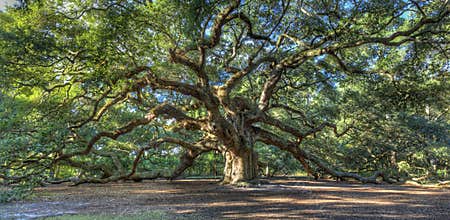 Magical Angel Oak tree, Charleston SC