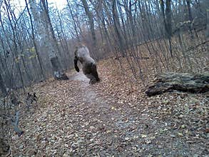 Bigfoot Sasquatch, Nature, Woods, Captured on Camera