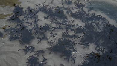 Underwater grass. Underwater flora