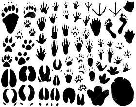 Animal tracks