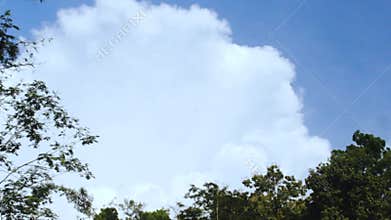 Cumulus Clouds With Clear Sky And Trees Swaying In The Wind