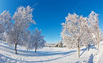 Winter landscape
