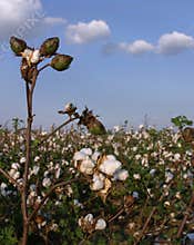 Stalk of Cotton in Field