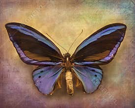 Vintage background with butterfly