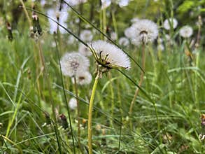 faded dandelions in the city park in spring