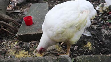 Close Up Broiler Chicken White Feather Pecking Food