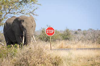 Elephant standing next to a stop sign