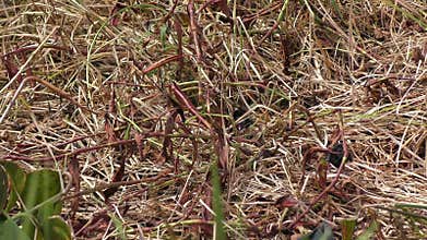 Purple Gallinule with Her Chicks .
