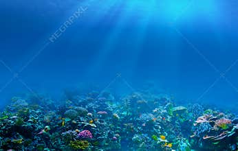 Underwater coral reef seabed background