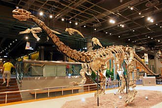 Dinosaur Fossil Skeleton