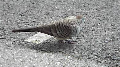 A short video with ambient sound audio of a Zebra Dove bird