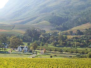 Cape Vineyard Stellenbosch S.A