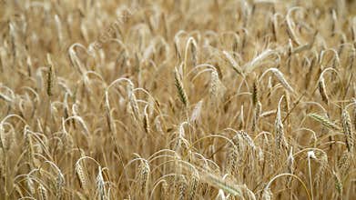 Closeup view of a beautiful abundant golden wheat field