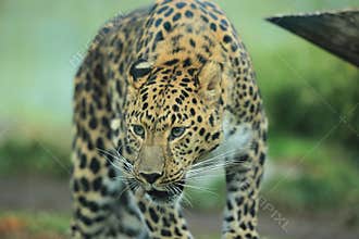 Far eastern leopard