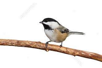 Black-Capped Chickadee