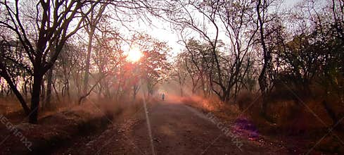 Forest early morning