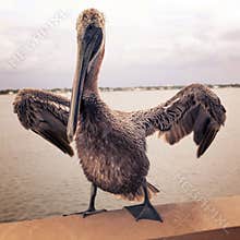 Vintage Pelican
