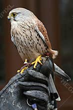 Common kestrel