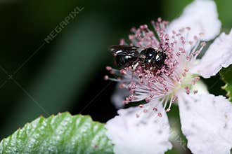 Close up view of a bee collecting pollen from a delicate flower in a lush garden setting during daylight hours