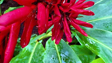 This video captures natures beauty through closeups of flowers and insects