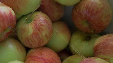 Yellow, red, green apples packed in crates