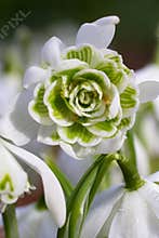 White snowdrop flower (Galanthus)