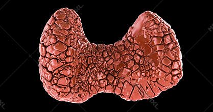 Thyroid gland 3d model, lobulated anatomical structure. Rotating animation, seamlessly loopable. 3D rendering