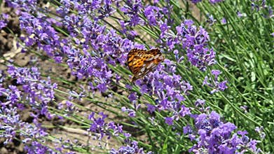 Closeup beautiful Queen of Spain fritillary butterfly with orange, brown, and white patterned wings