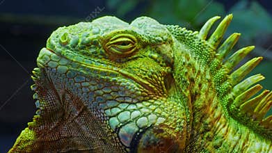 Green iguana, large arboreal herbivorous lizard species. Iguana on the tree branch. Closeup