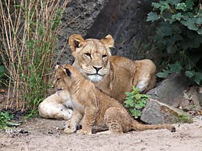 Lions