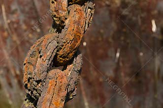 Old rusty chain