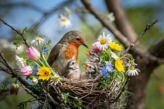 Robin Feeding Chicks in a Spring Nest