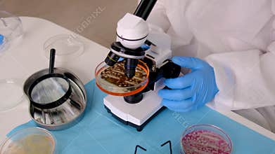 Examine bacteria in petri dishes in the laboratory. Selective focus.