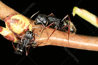 Two carpenter ants