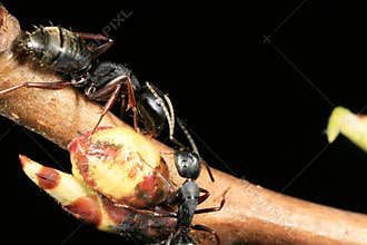 Two carpenter ants fighting