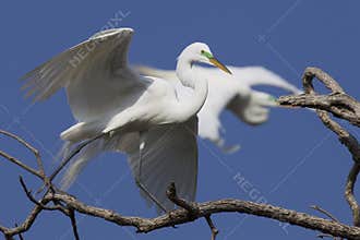 Great egret walking in tree