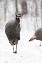 Hen turkey looking for food in snow