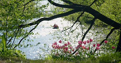 An idyllic garden scene showcasing bright pink tulips illuminated by warm sunlight in St.Petersburg, Russia, pond on