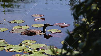 A solitary waterbird glides peacefully among lily pads on a calm pond, surrounded by reflections