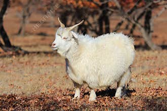 Goats autumn maple forest